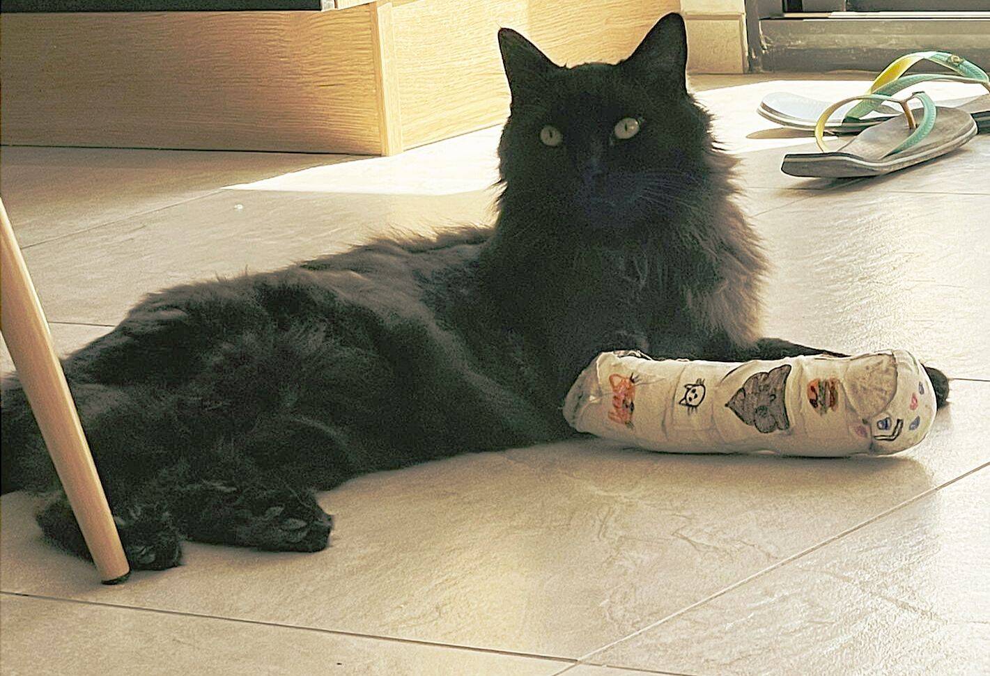 Une quinzaine de félins empoisonnés: un tueur de chats en série sévirait-il dans cette commune du Var?