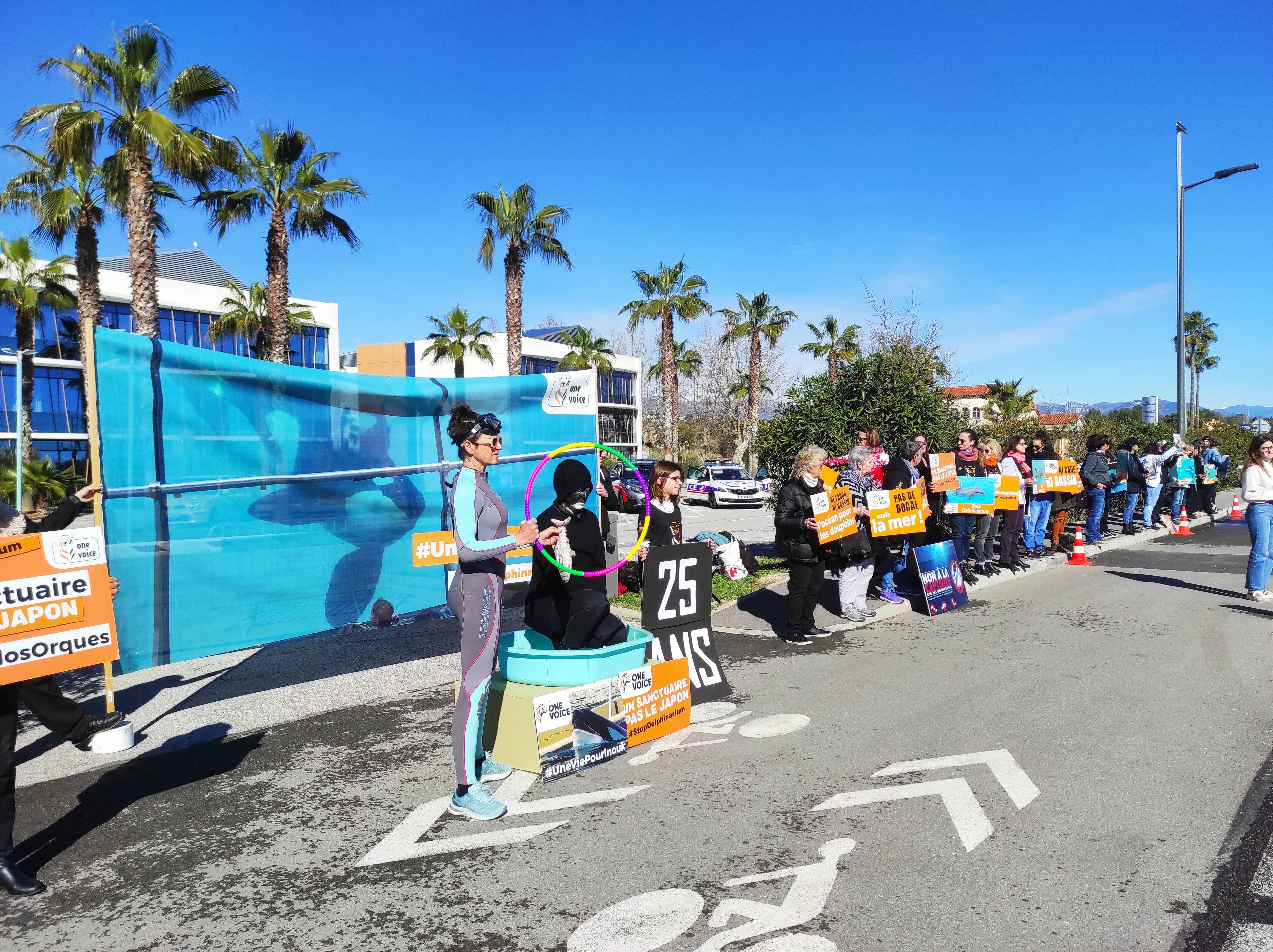 "Inouk a beau être un jeune mâle, il a tout d'un vieillard": One Voice se réunit pour les 25 ans de l'orque né en captivité à Marineland