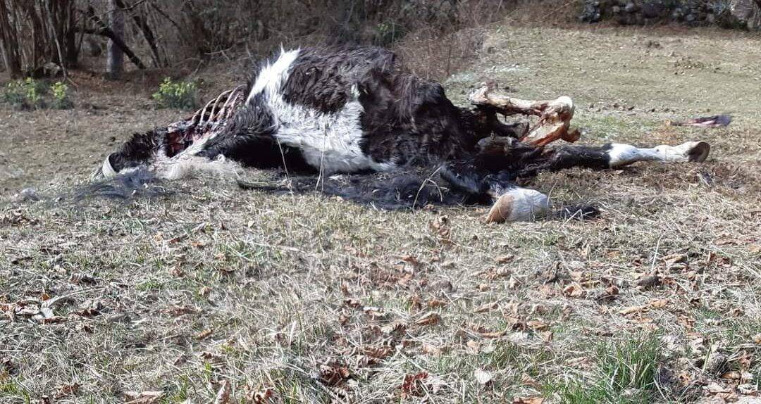 Une présumée attaque de loups sur une ponette a eu lieu à Breil-sur-Roya