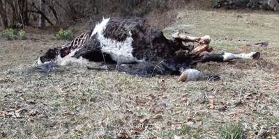 Une présumée attaque de loups sur une ponette a eu lieu à Breil-sur-Roya
