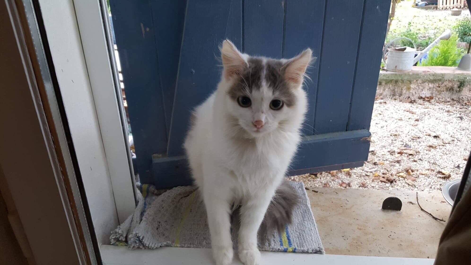 Gnocchie, la chatte qu'avait adoptée "Gigi" tuée à Cagnes-sur-Mer, est recherchée par cette association de défense des animaux