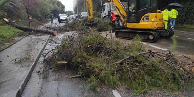 Intempéries: des arbres s'effondrent sur la route à Nice