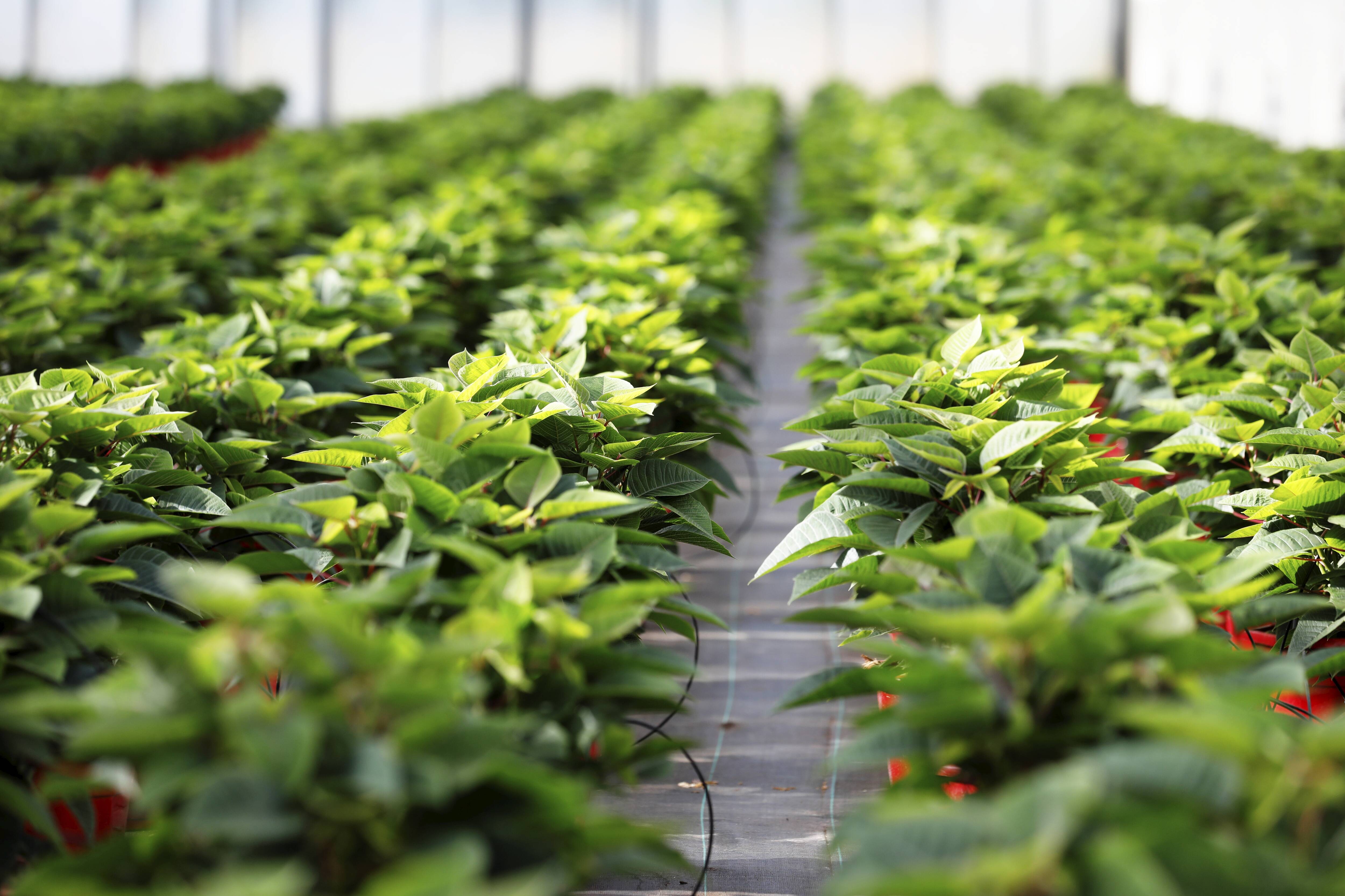 La Métropole de Nice cherche un maraîcher bio pour cultiver à Lingostière