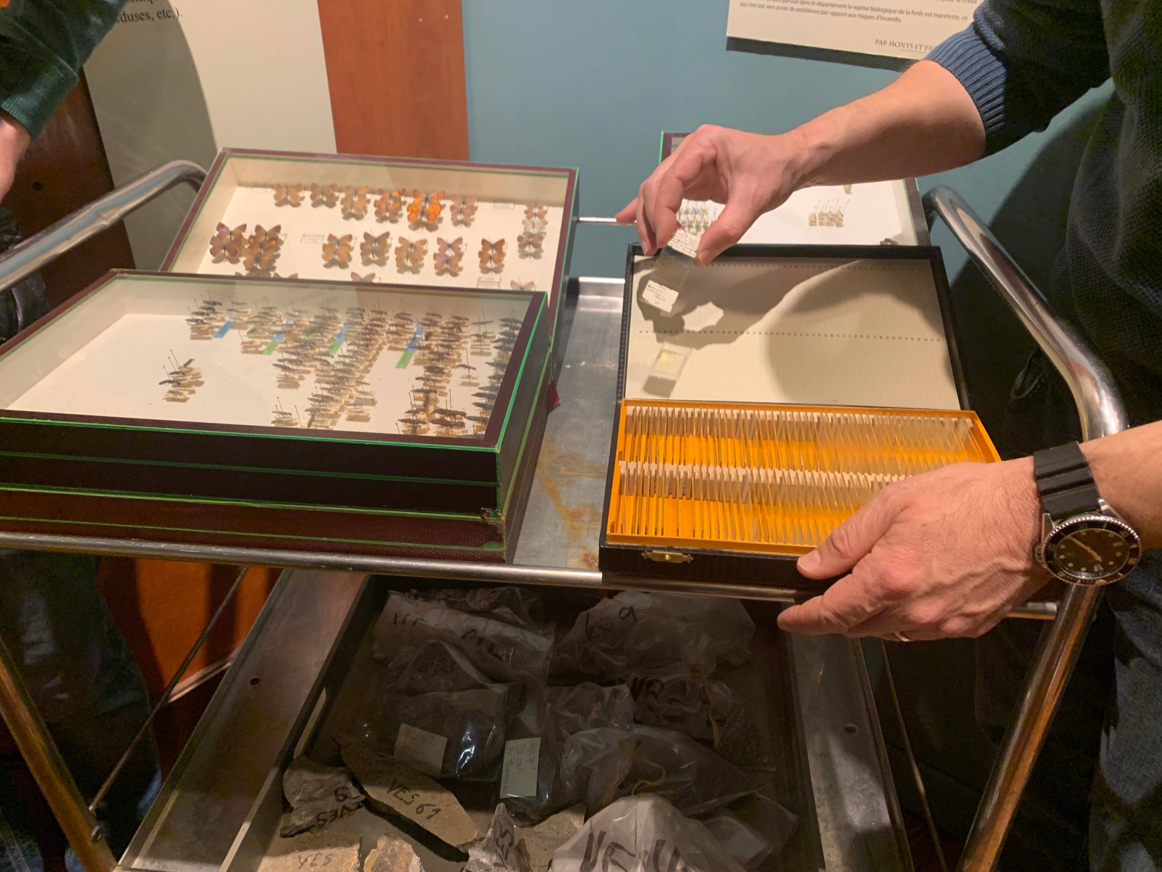 Papillons, coléoptères, roches... Des passionnés font des dons précieux au Museum d'histoire naturelle, le plus vieux musée de Nice