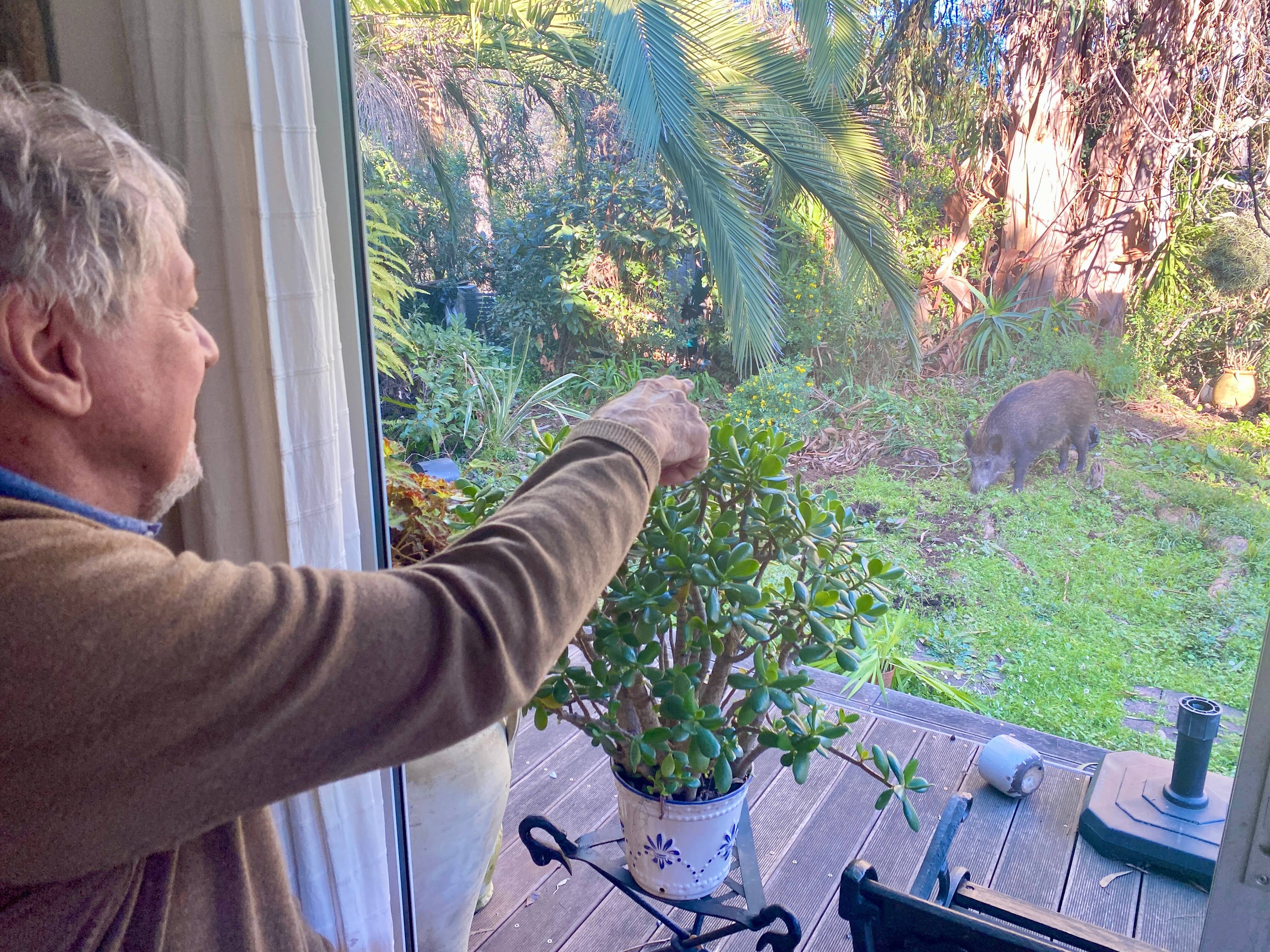 "Les petits sont bien mignons, mais...": une femelle sanglier met bas dans le jardin d'un couple de retraités