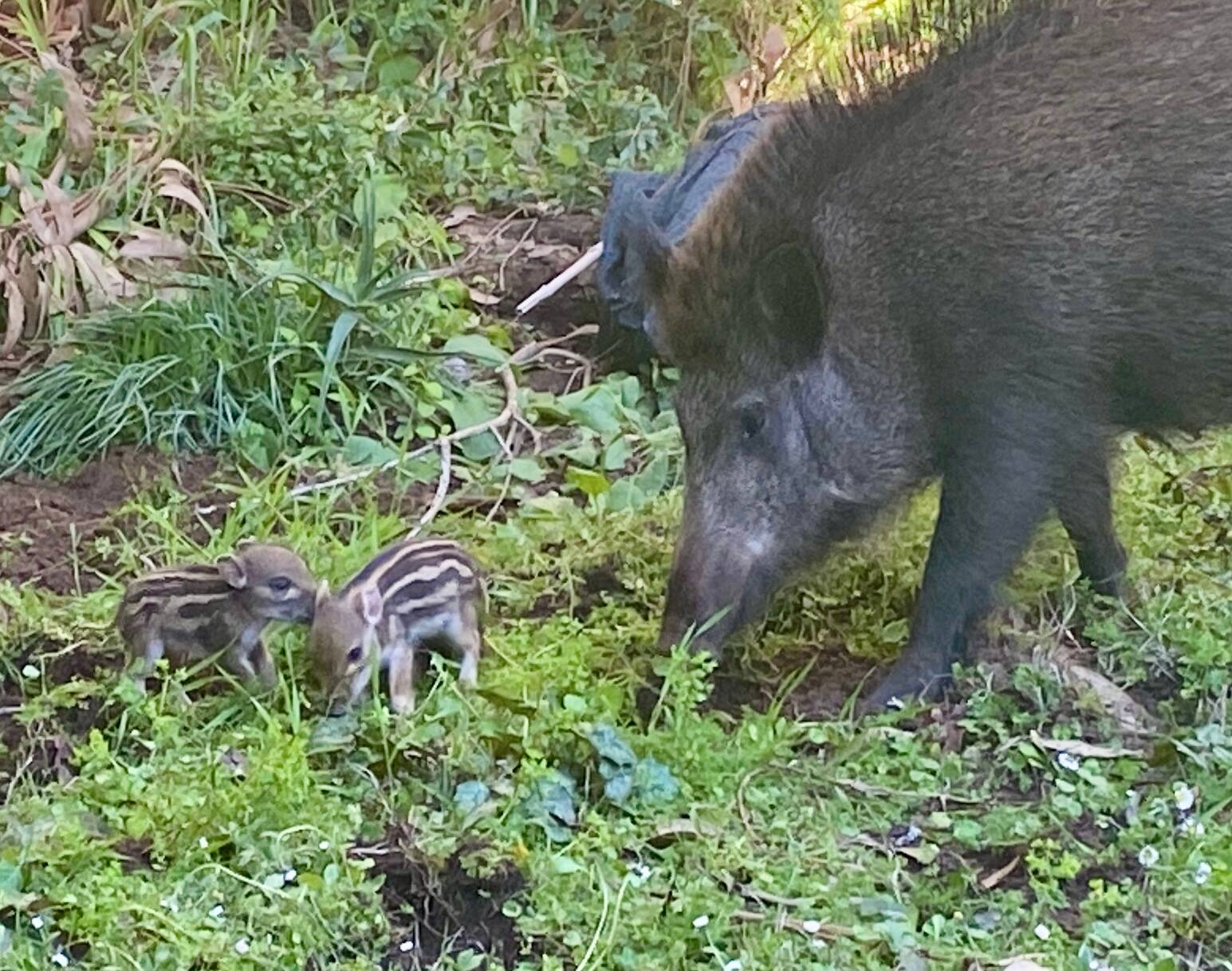 "Pas question de massacrer cette famille de sangliers": Henry-Jean Servat et la Fondation Bardot au secours de la femelle et ses marcassins nés dans le jardin de retraités à Sophia-Antipolis