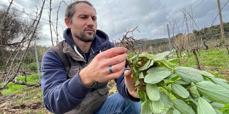 Le domaine viticole de La Tourraque à Ramatuelle en symbiose avec la biodiversité