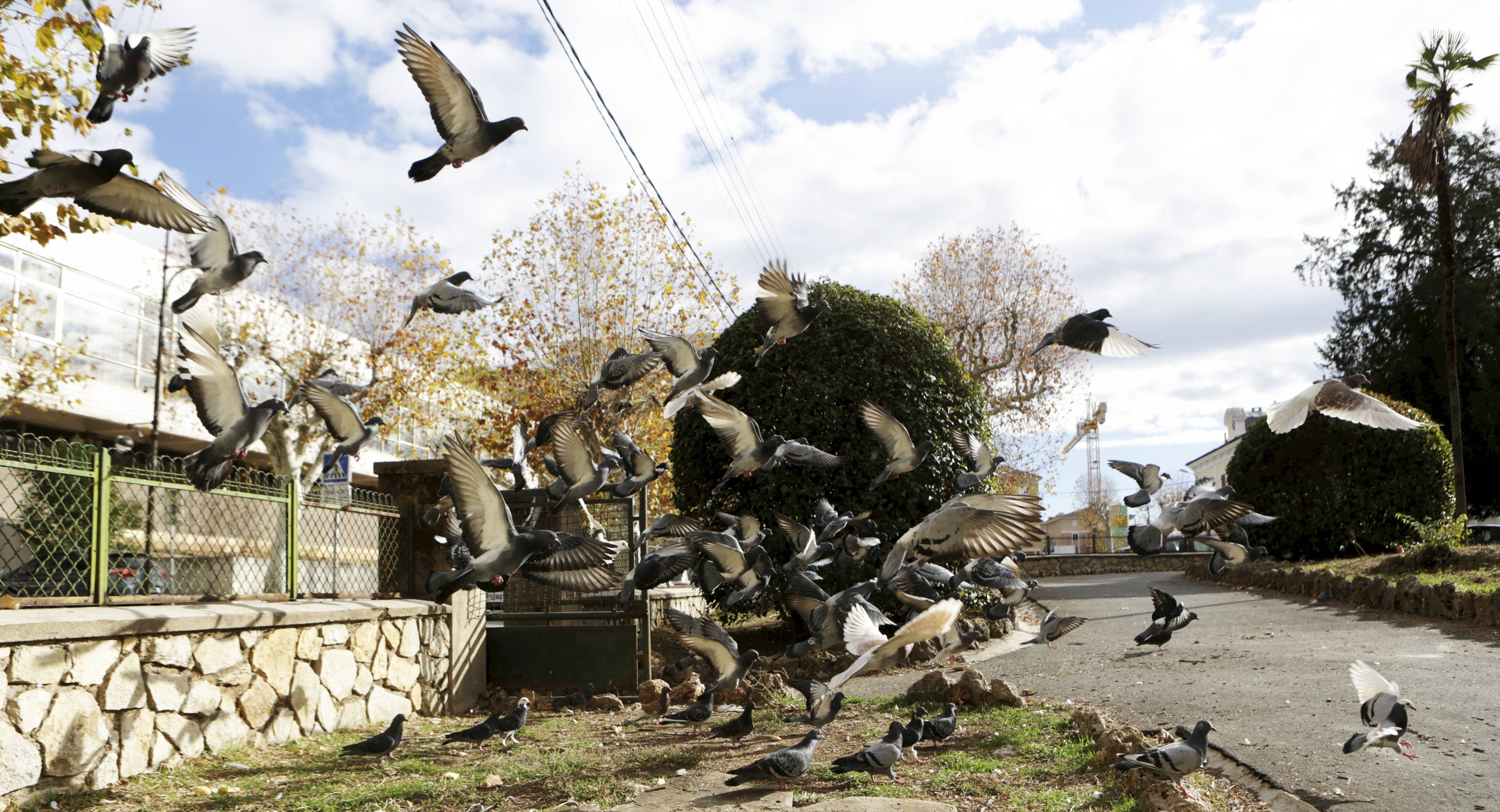 "Dans le quartier, ça va exploser".: une habitante de Cagnes-sur-Mer accusée de nourrir rats et pigeons, les voisins sont au bout du rouleau