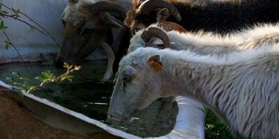 Les agriculteurs du haut-pays grassois demandent un tarif dédié pour l'eau