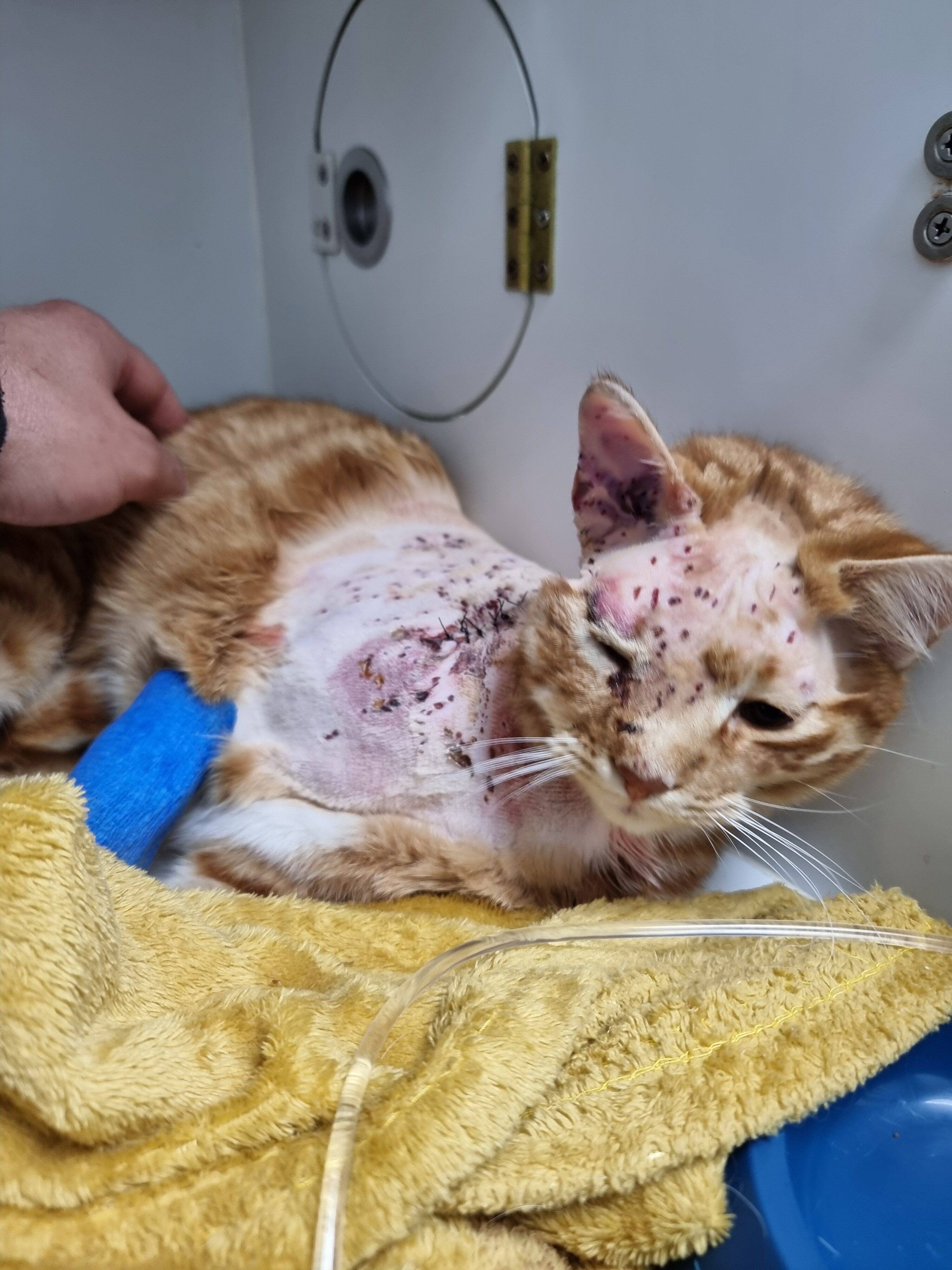 Ils retrouvent leur jeune chat criblé de plomb à Cotignac, le maire se dit "inquiet pour les enfants"