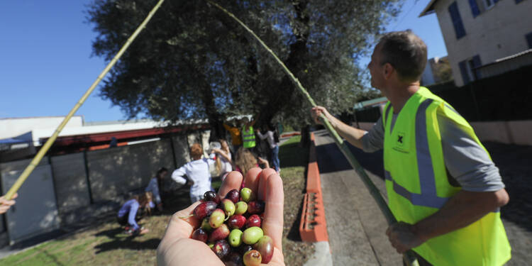 Pour sa récolte 2024, l’huile d’olive  de Villeneuve-Loubet vise la certification AOP