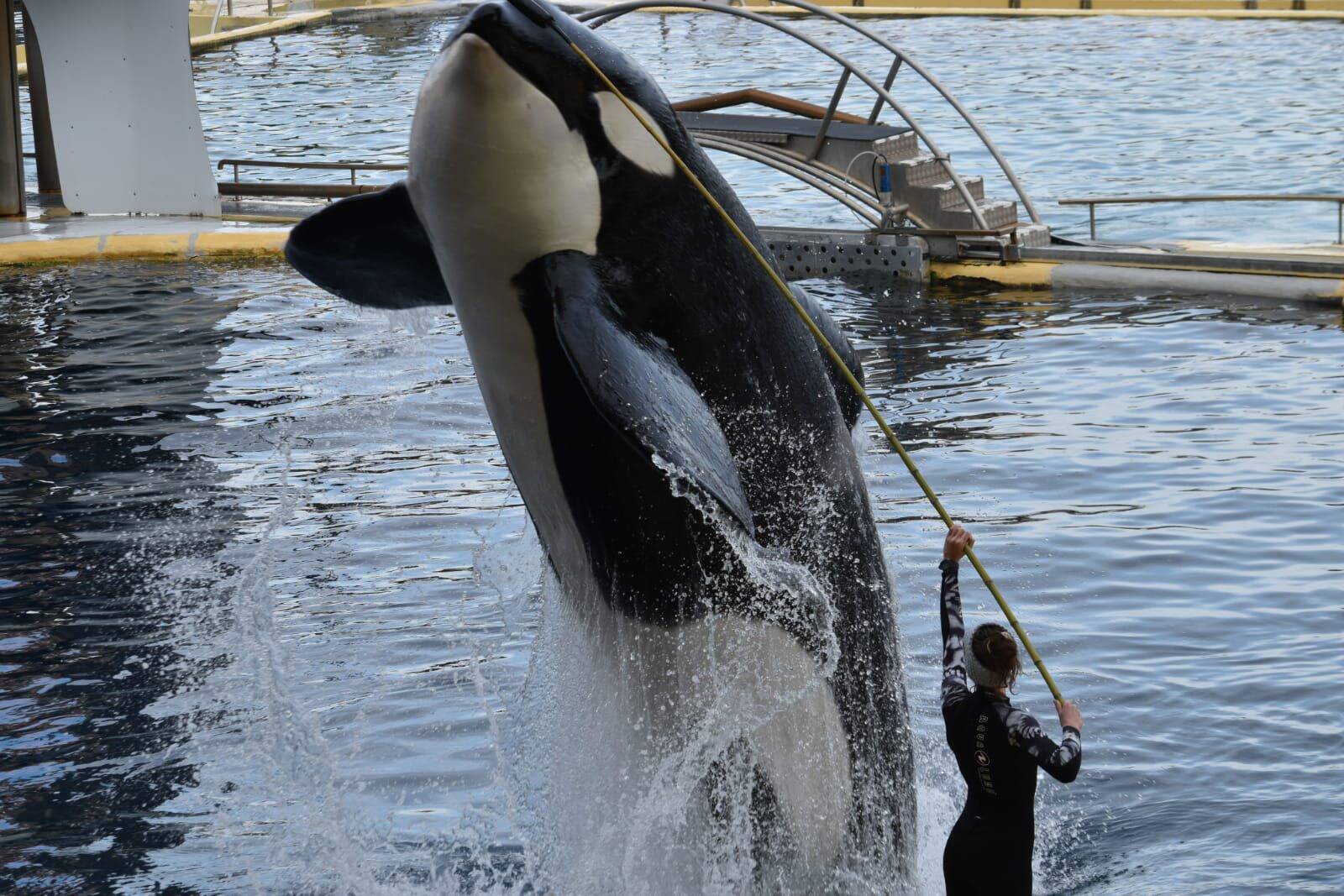 "Maintenant, ça suffit": les associations sous le choc après le décès de l'orque Inouk à Marineland