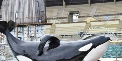 De la colère et de nombreuses questions au lendemain du choc de la mort de l'orque Inouk à Marineland