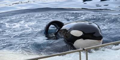 Le récit des dernières heures de l'orque Inouk à Marineland avant sa mort