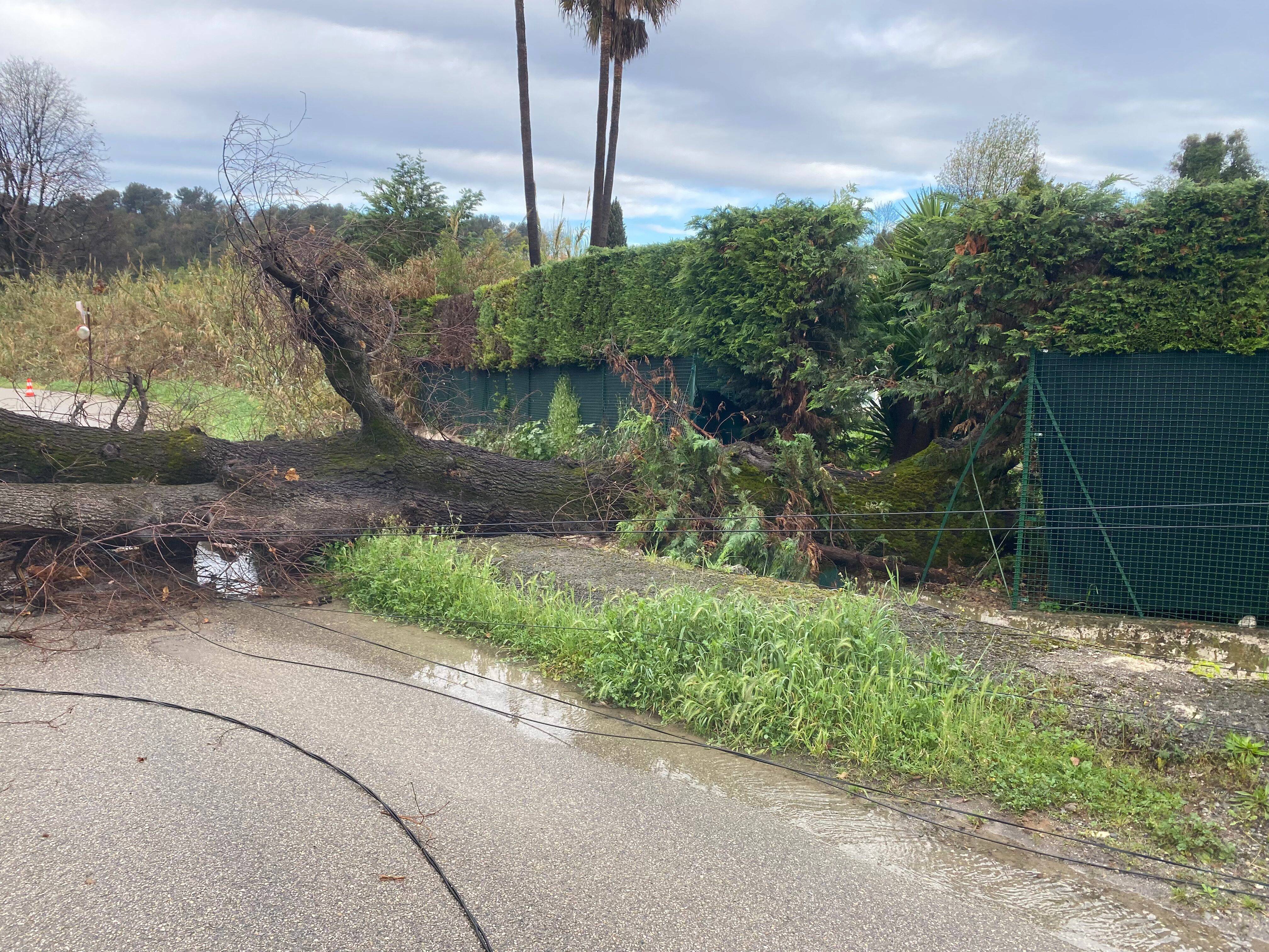 À La Gaude, le chemin Henri-Roubaud coupé à la circulation après la chute d'un arbre ce lundi matin