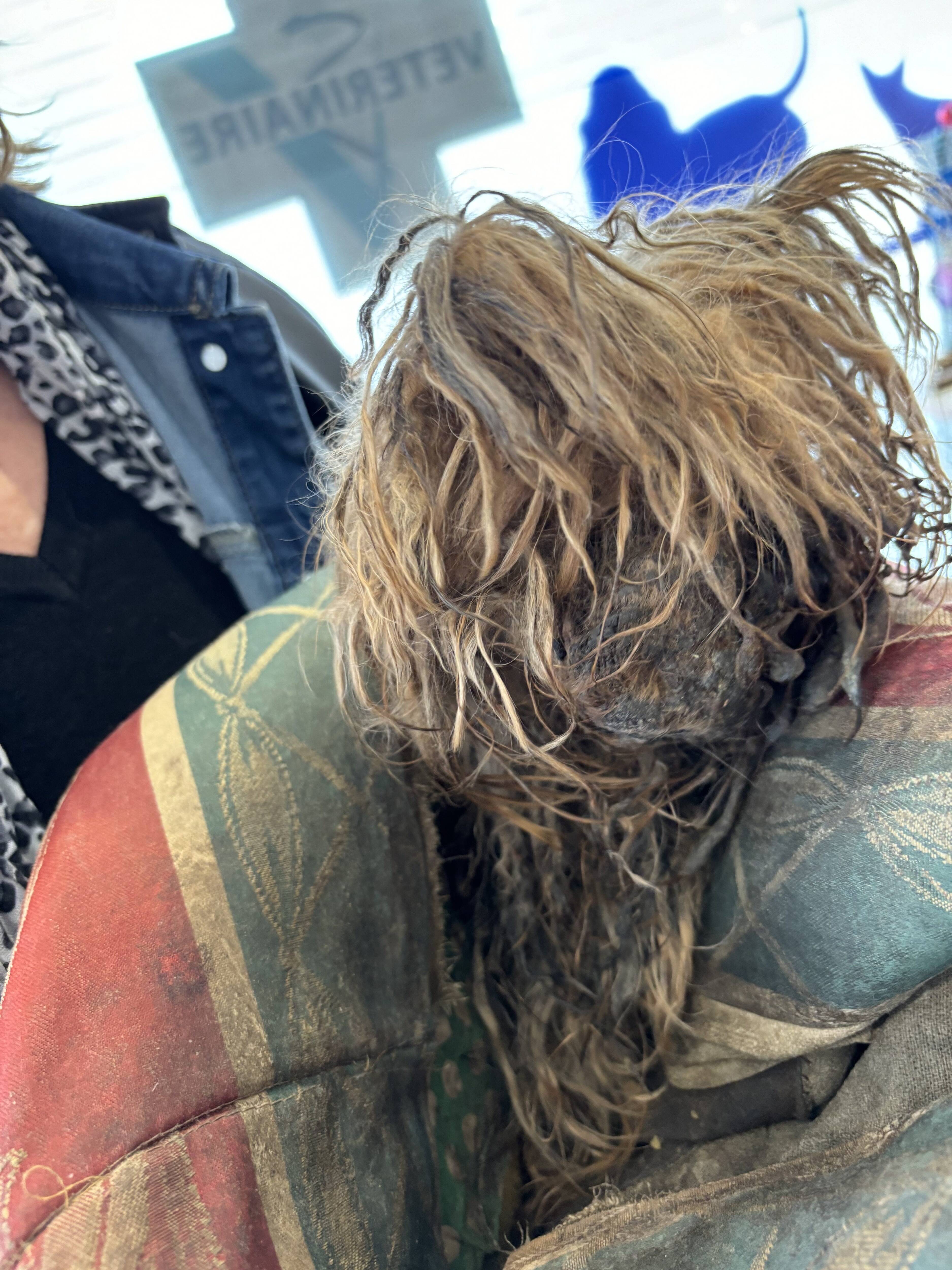 "Elle ressemble à une serpillière, elle va mourir": un Yorkshire maltraité confisqué à son propriétaire à Golfe-Juan