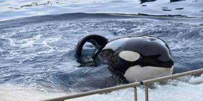 On connaît la cause de la mort de l'orque Inouk à Marineland