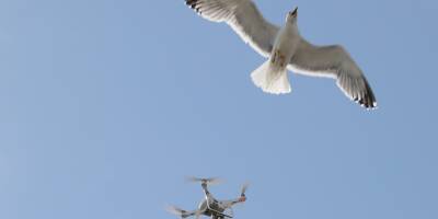 Voilà pourquoi vous risquez de voir des drones près des nids de goélands à Nice