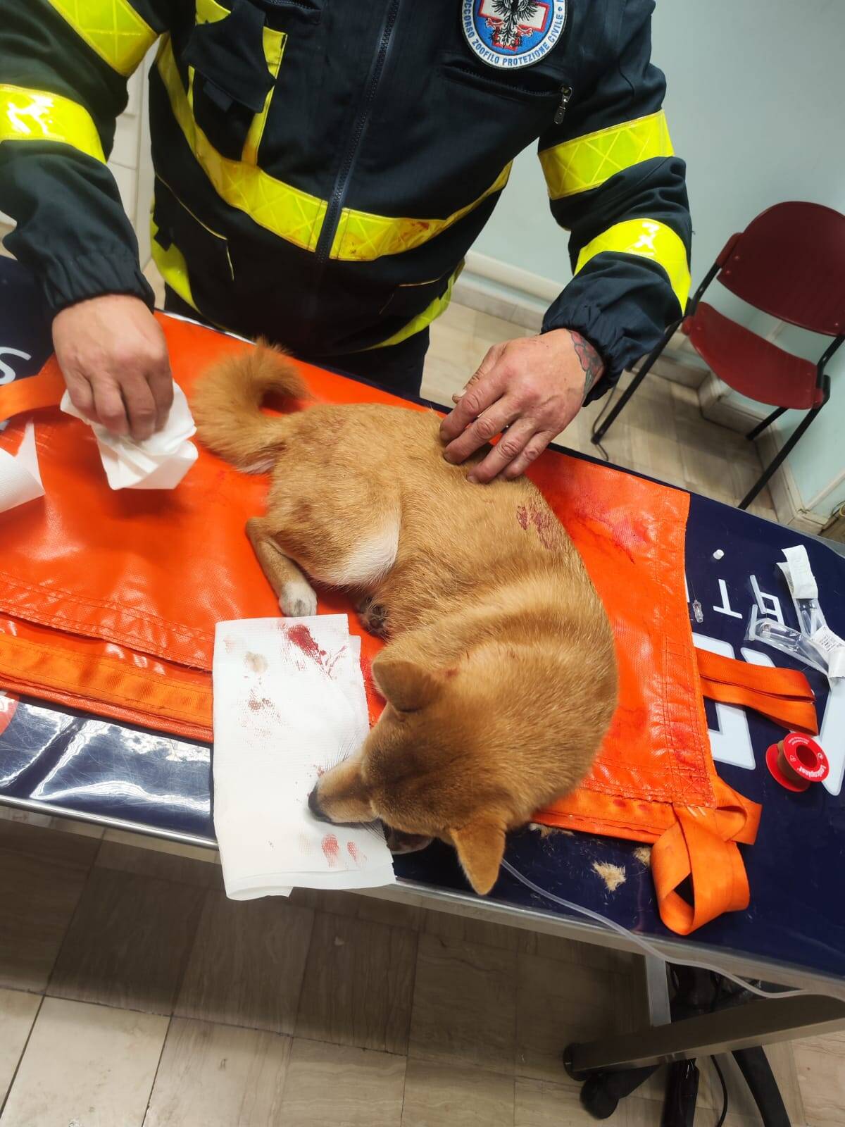 On vous donne des nouvelles de Napoline, la chienne renversée dimanche à Menton (et elle va bien)
