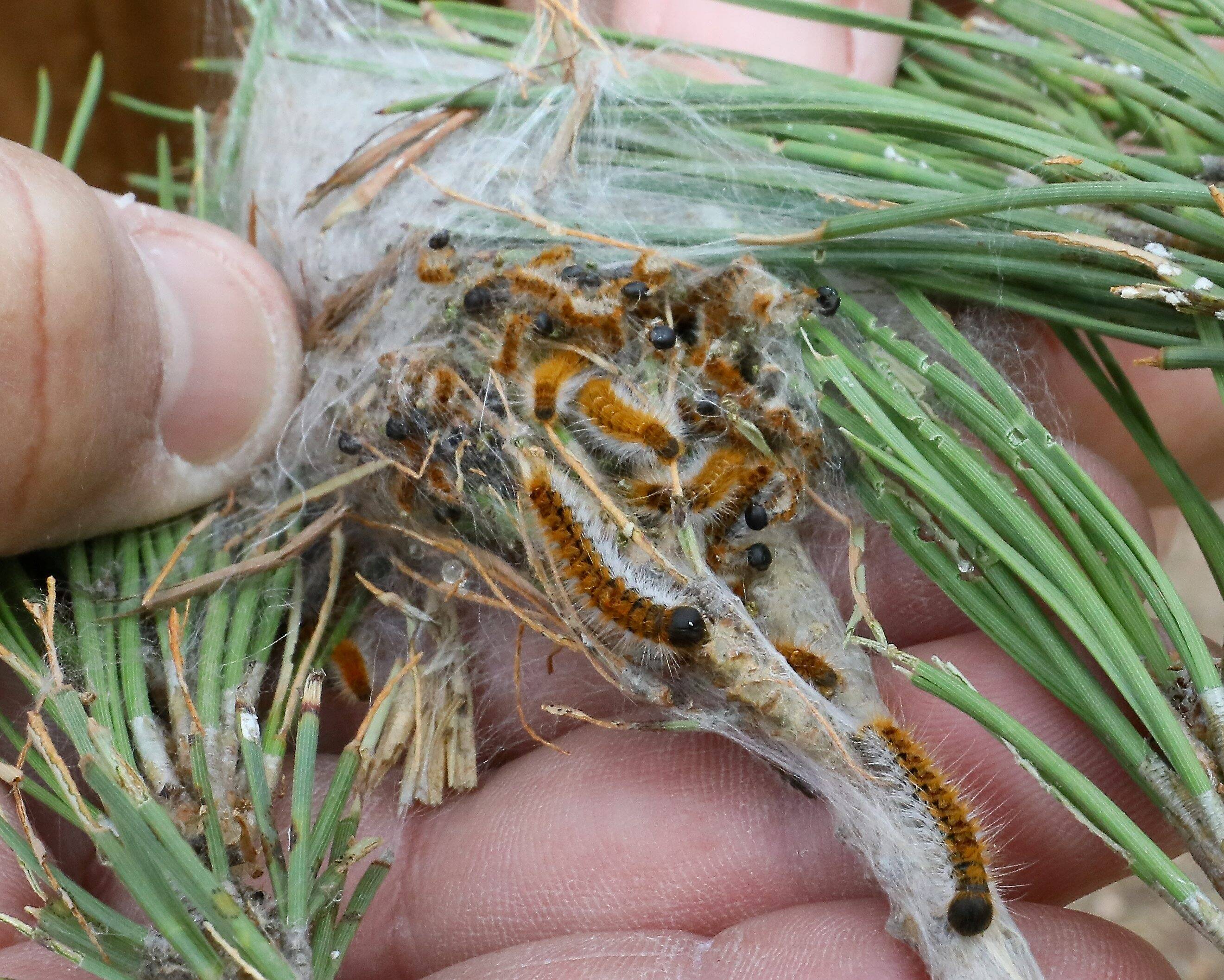 "Il est nécessaire de la contrôler": la Ville de Nice met en garde et agit contre les risques liés aux chenilles processionnaires