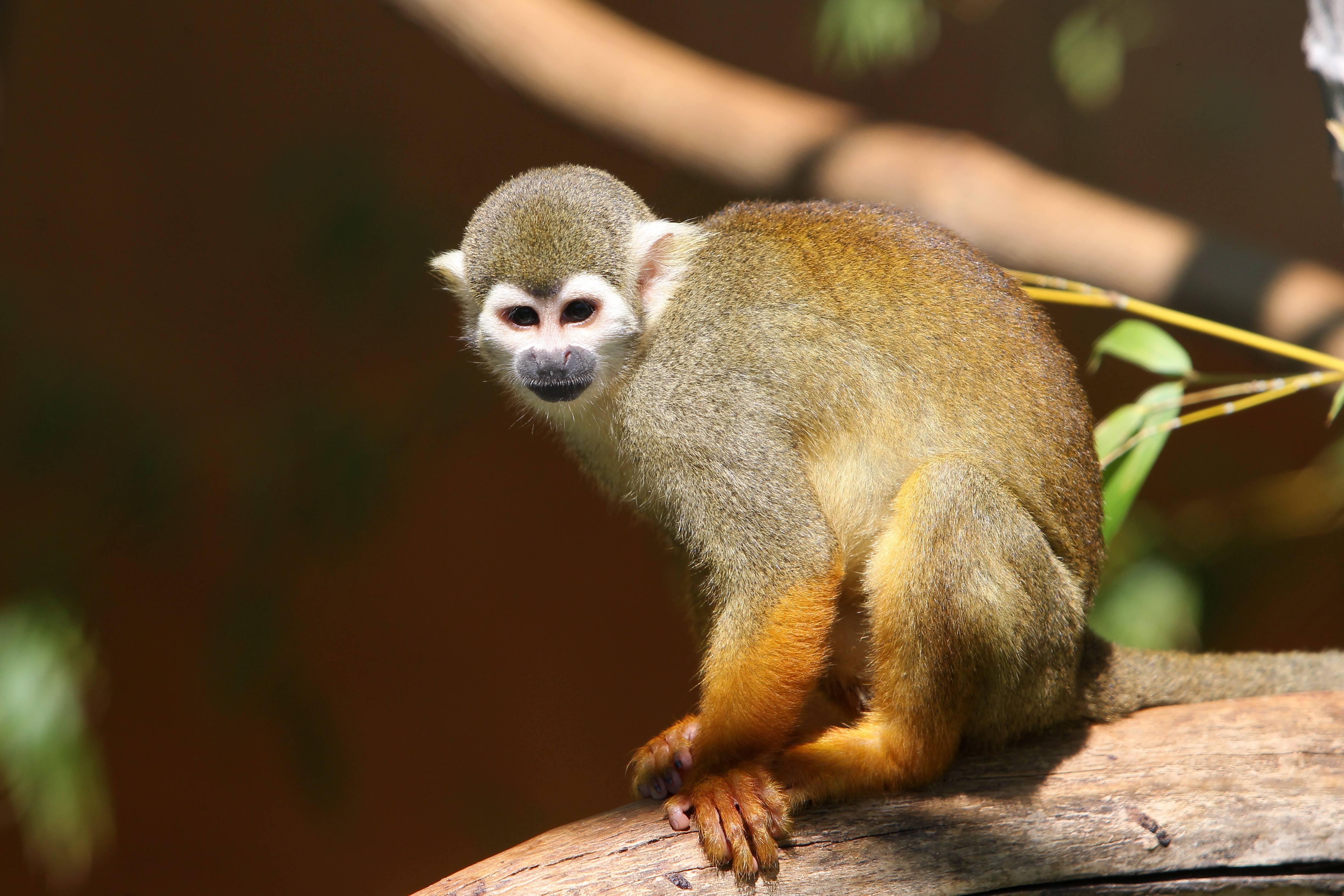 Deux nouvelles mises en examen pour le vol de singes au zoo de La Londe