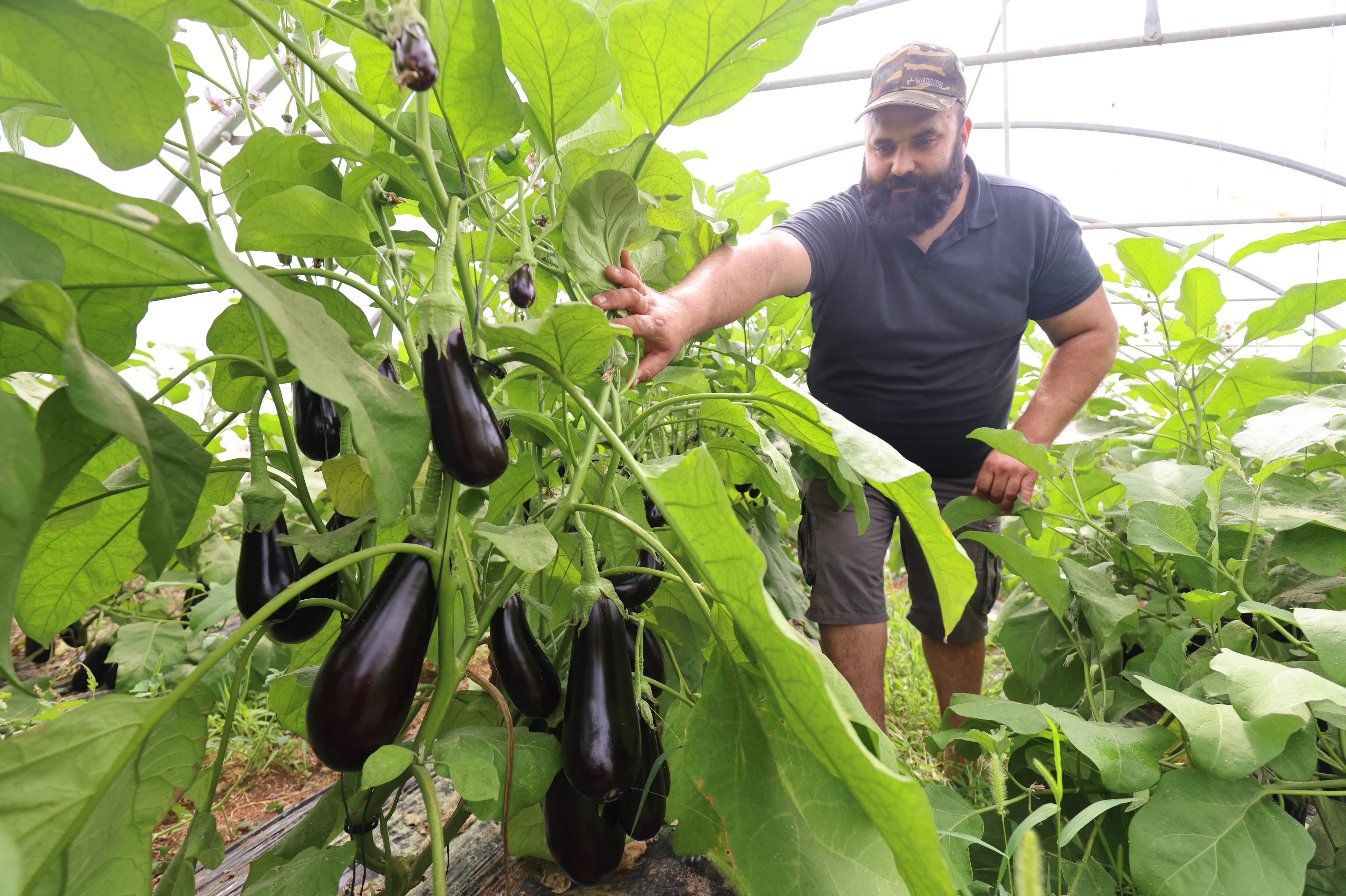 Grasse développe son Plan alimentaire territorial (mais le chemin est encore long)