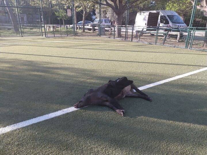 Un sanglier mort retrouvé sur le city stade de Barjols, une plainte va être déposée