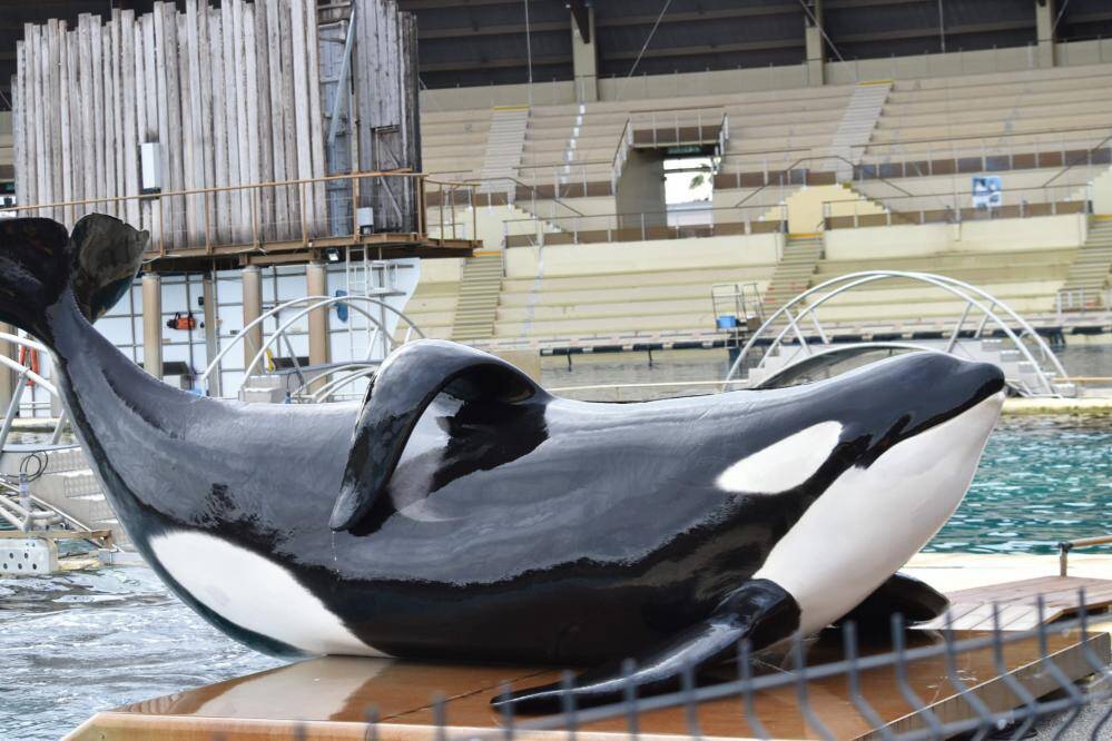 Marineland: une association saisit la justice en urgence pour protéger les deux dernières orques encore en vie dans le parc