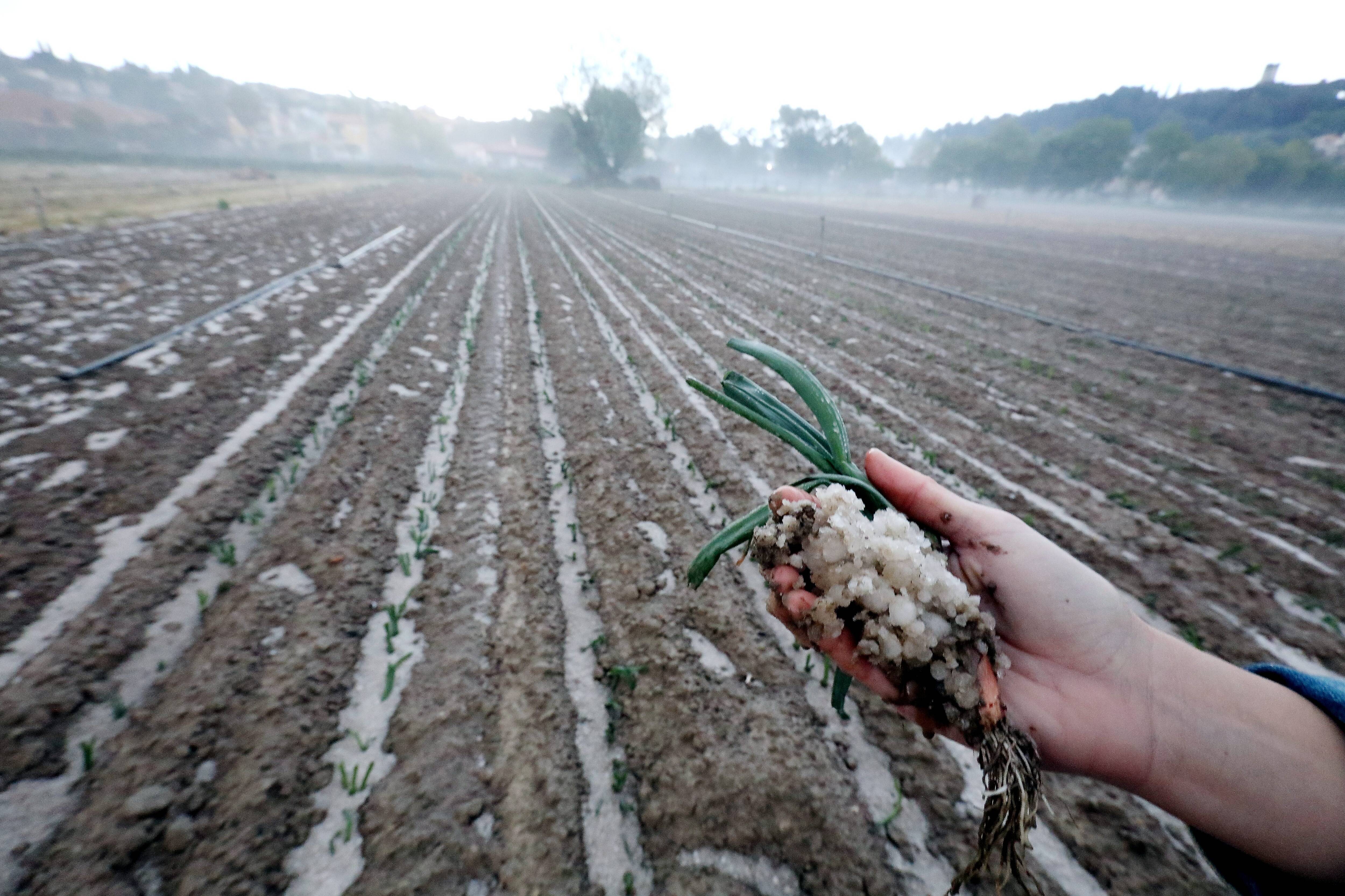 "C'est un massacre": le président de la FDSEA tire le bilan de l'orage de grêle qui a ravagé les cultures à Villeneuve-Loubet