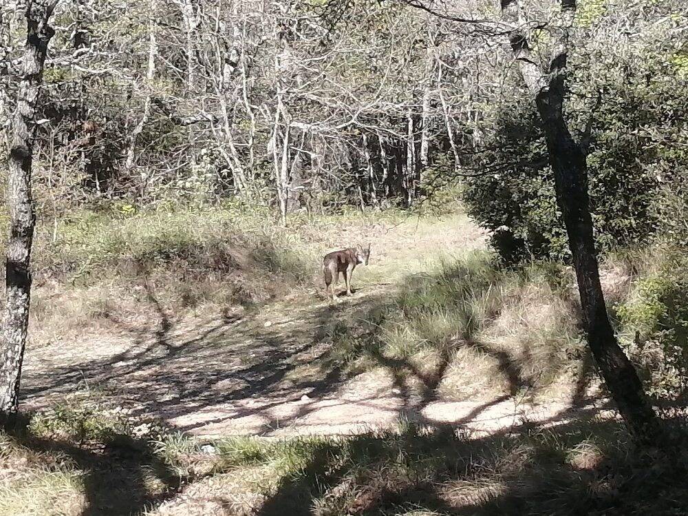 "C'était moi, la curiosité": il tombe nez à nez avec un loup dans le Haut-Var