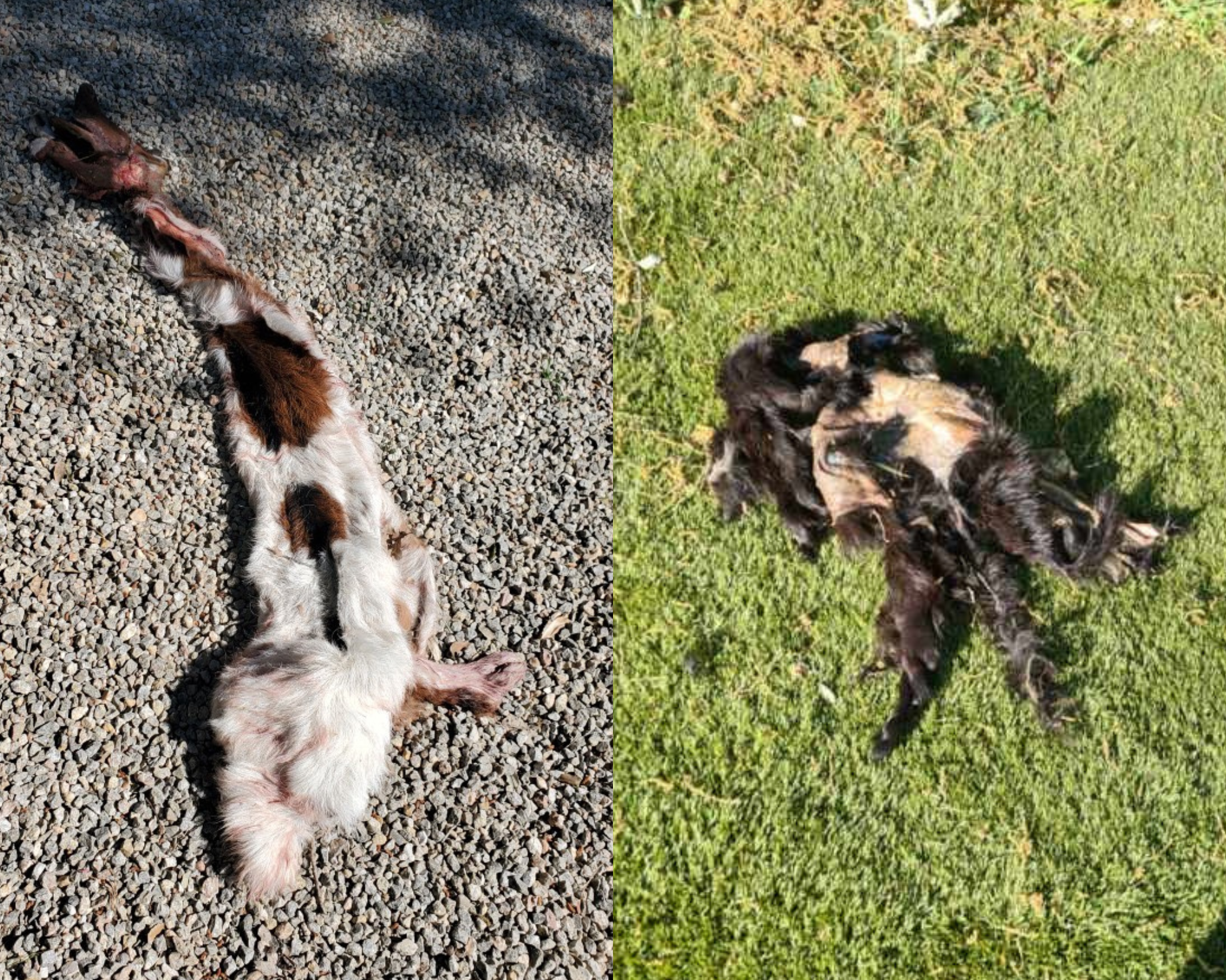 Des restes d'animaux dépecés retrouvés dans un jardin dans le Var choquent les habitants