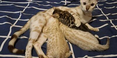 "75 % de mon chiffre d’affaires va au vétérinaire", confie Fabienne, éleveuse de chats dans le Var