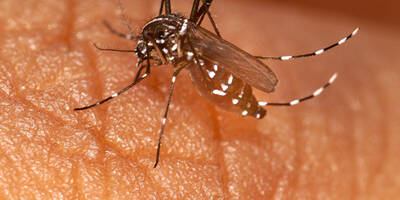 La Côte d'Azur en alerte face à la recrudescence de cas importés de dengue
