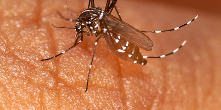 La Côte d’Azur en alerte face à la recrudescence de cas importés de dengue