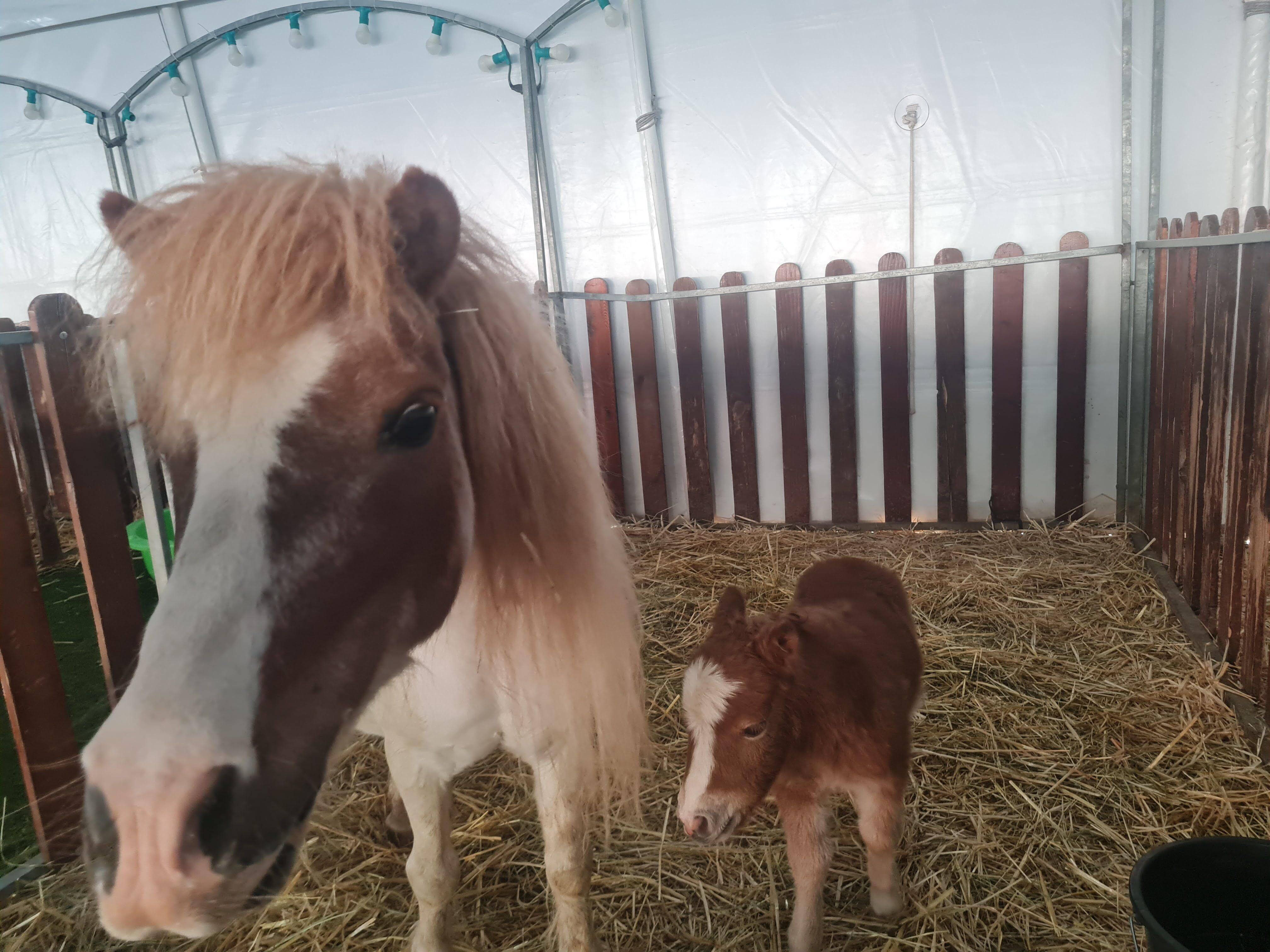 Un poulain voit le jour à la ferme de Pinocchio installée à Cagnes-sur-Mer pour les vacances scolaires