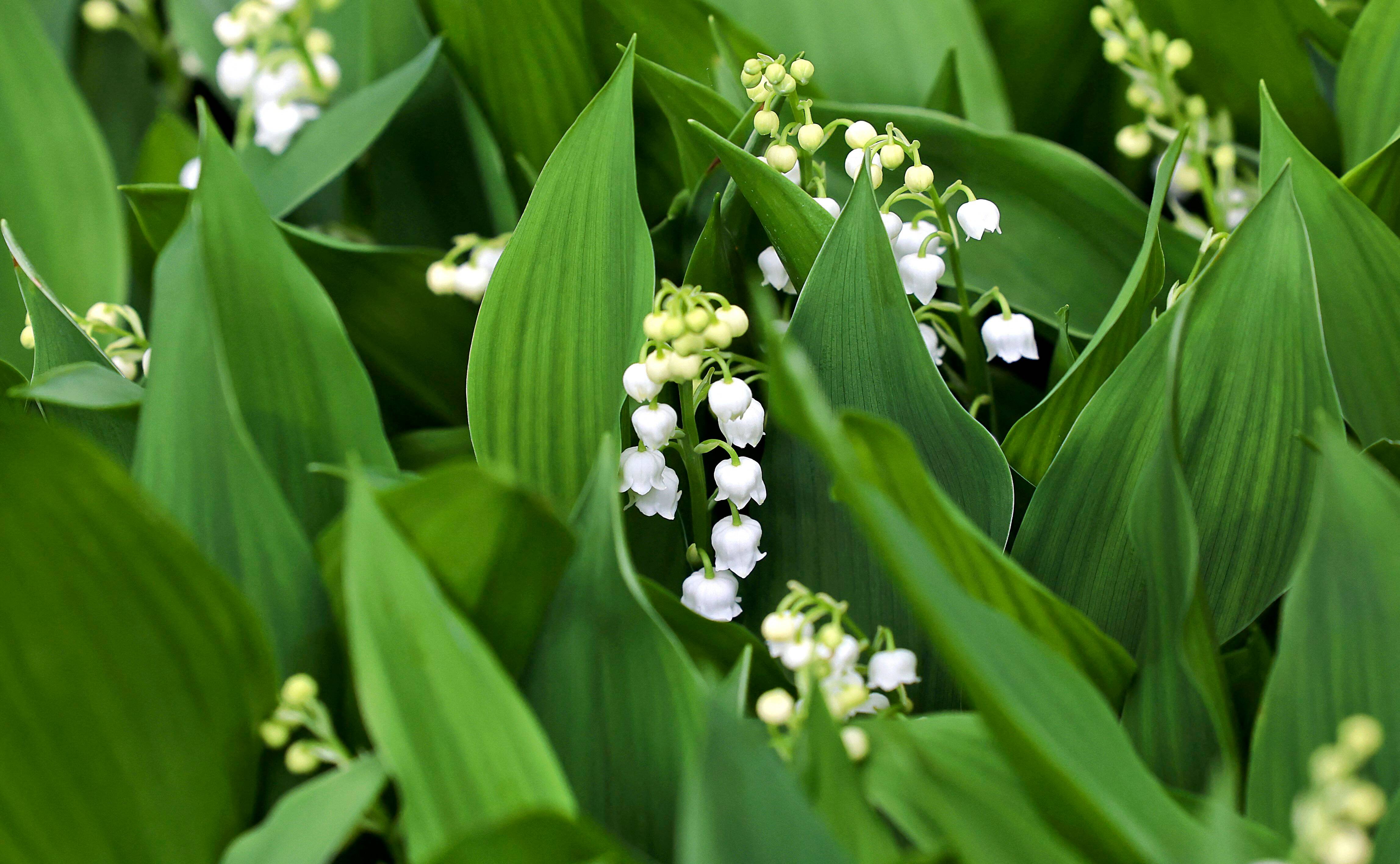 Petite quantité, tarif de l'amende... On vous rappelle ce que ça coûte de vendre du muguet sans autorisation le 1er mai