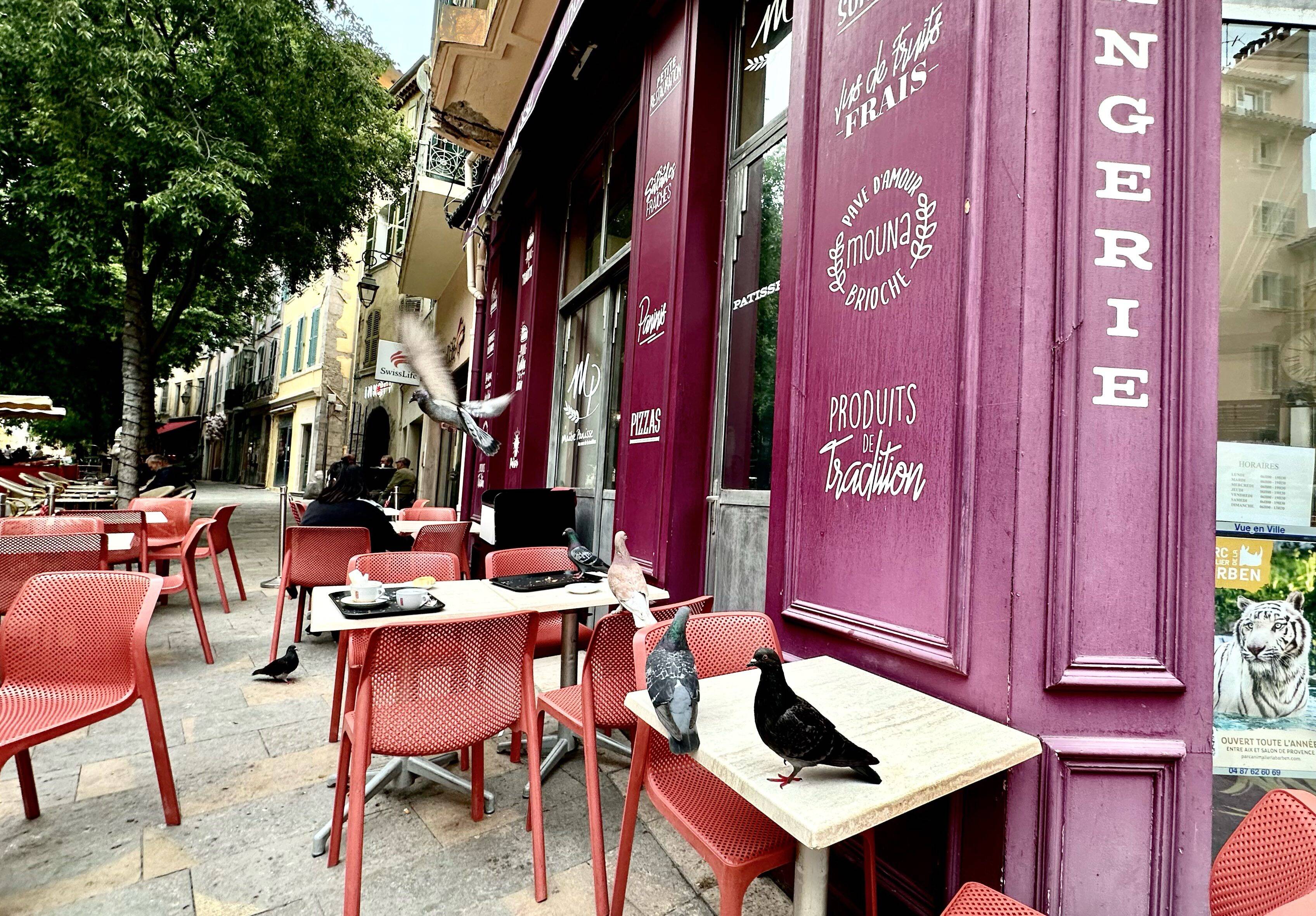 "Si un touche la nourriture on doit tout jeter": les pigeons du centre-ville de Toulon sont-ils devenus intouchables?