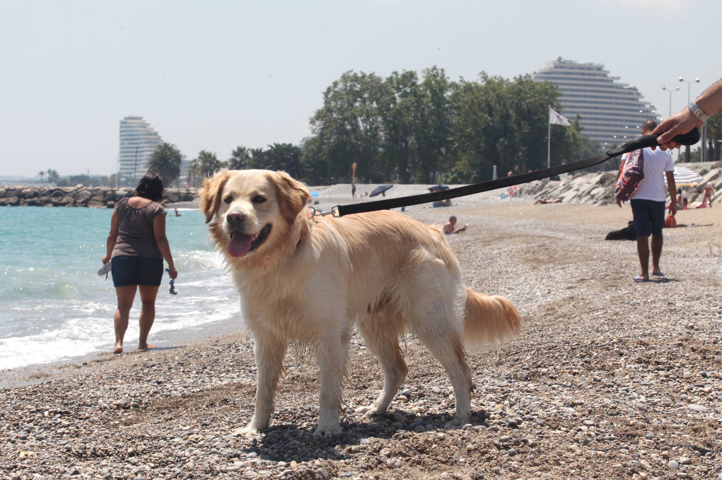 Vous ne partez jamais en vacances sans votre animal? Dites-nous comment vous vous organisez