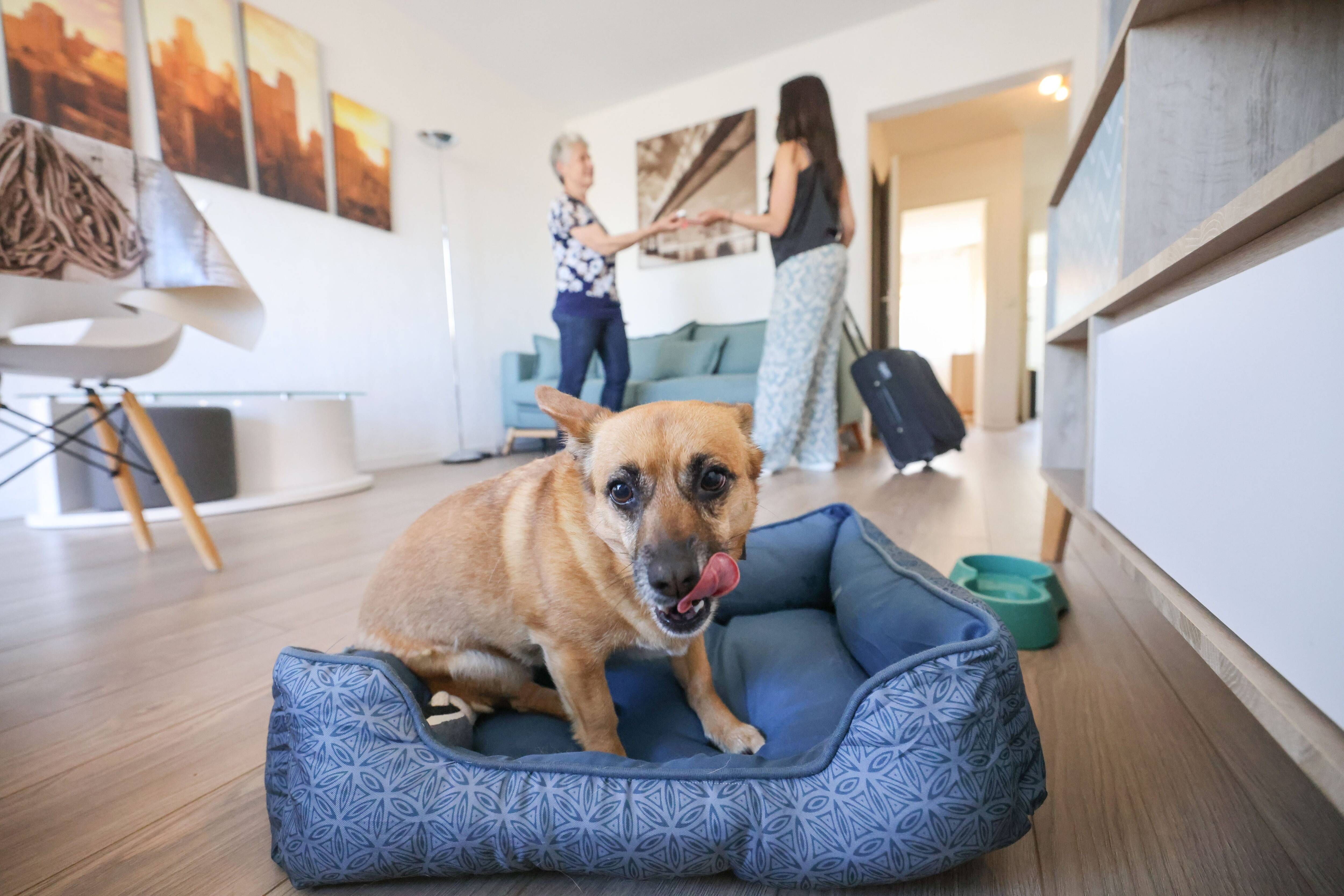 "Je me présente toujours aux animaux en premier": sur la Côte d'Azur, les compagnons à quatre pattes des touristes sont les bienvenus chez Patricia