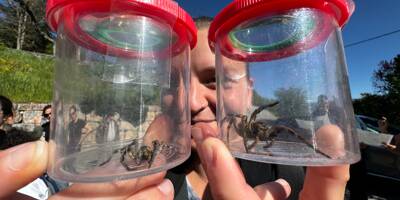 Grosses, petites, velues, colorées: le parc naturel réalise un incroyable inventaire des araignées dans le Verdon