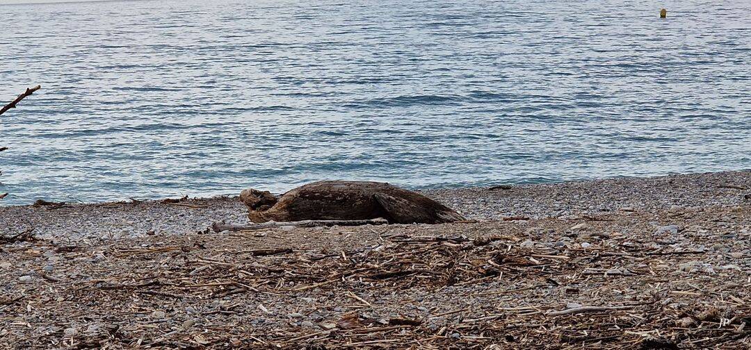 Une tortue apperçue sur une plage à Cagnes-sur-mer? L'image fait le tour des réseaux sociaux