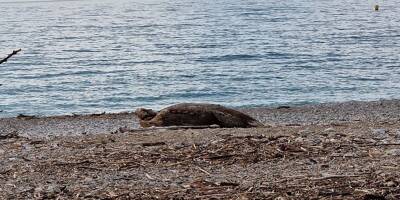 Une tortue apperçue sur une plage à Cagnes-sur-mer? L'image fait le tour des réseaux sociaux