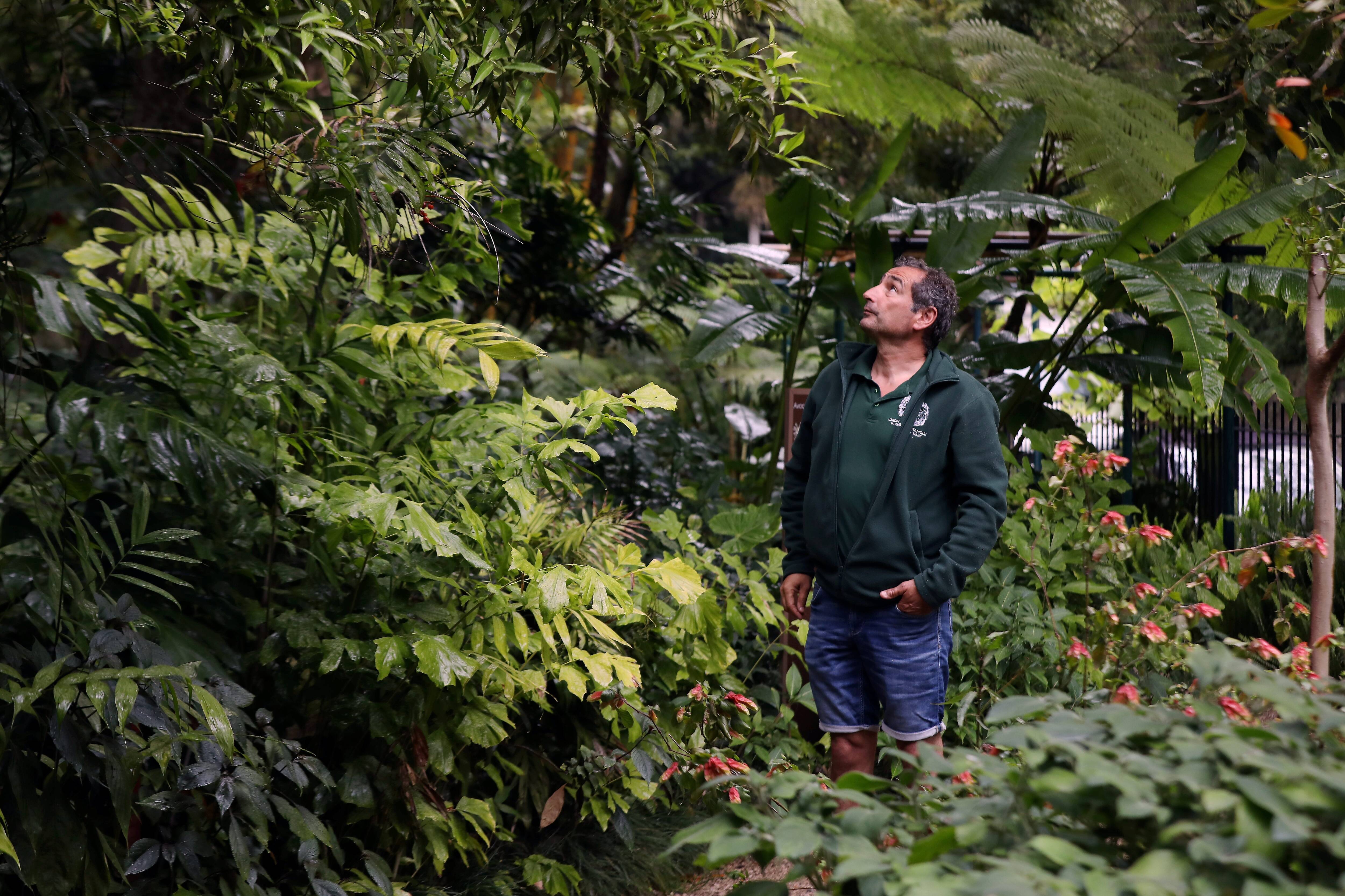 "Regardez les petites branches de cet avocatier, toutes sèches": à Menton, des spécialistes traquent les insectes "tueurs" d'arbres