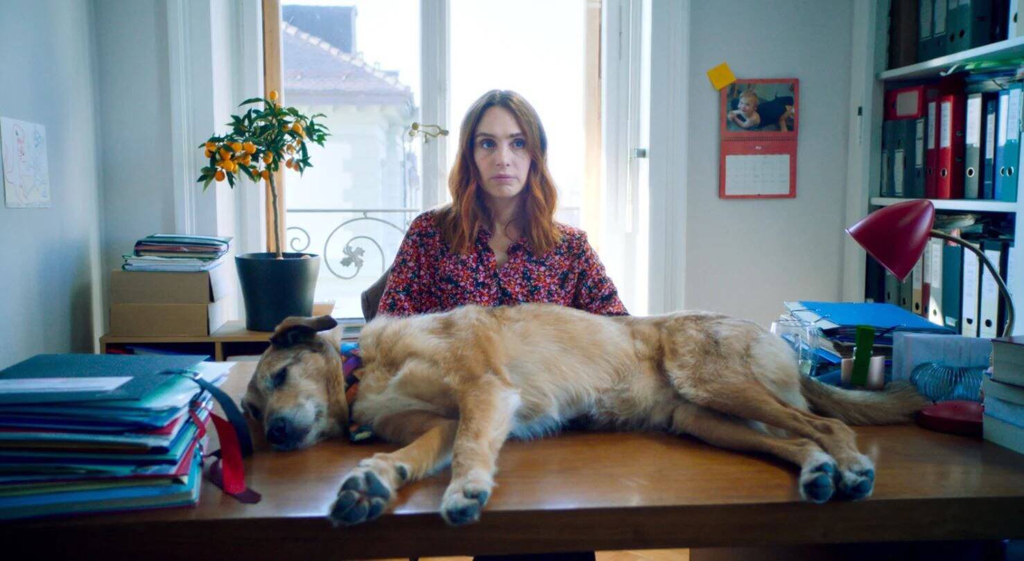 Festival de Cannes: voici comment s'est préparé Kodi, le griffon et héros du film "Le Procès du chien", qui a ravi la Croisette