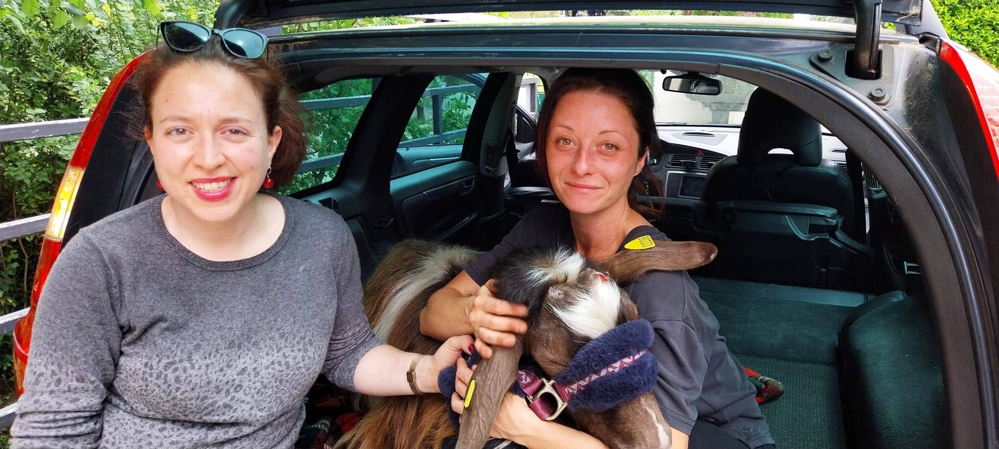 "Il a pété les plombs et a foncé vers le centre-ville": des habitants ont tenté de rattraper un bouc perdu dans Vence