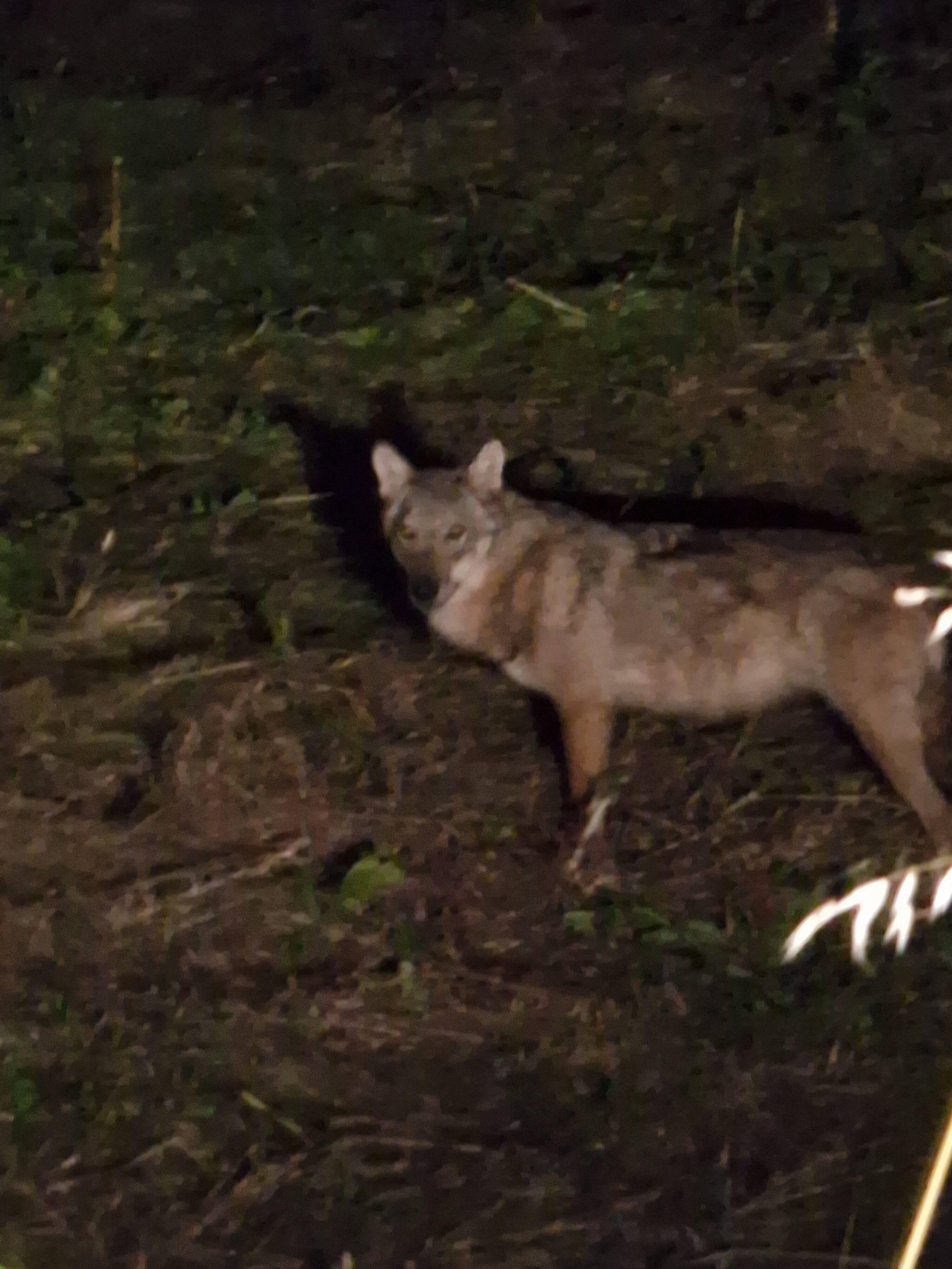 "C'était sympathique, mais ça m'a interloqué": en rentrant chez lui à Nice Ouest, il tombe nez à nez avec un loup