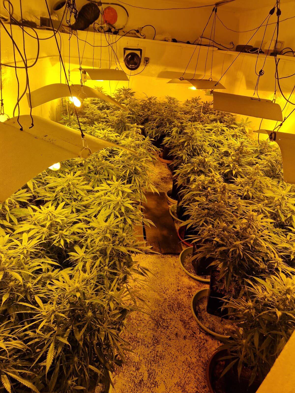 Un couple se déchire autour d'une culture de cannabis dans un appartement à Nice