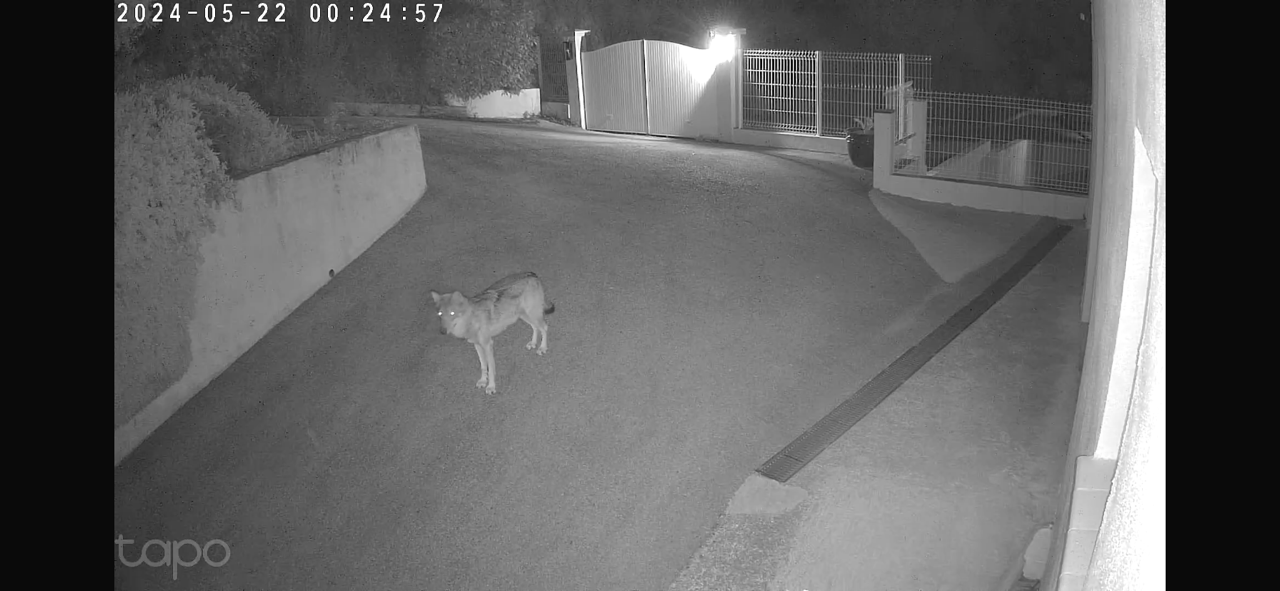 Un loup filmé aux portes de Nice: "Ces épisodes vont devenir récurrents"