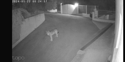 Un loup filmé aux portes de Nice: 