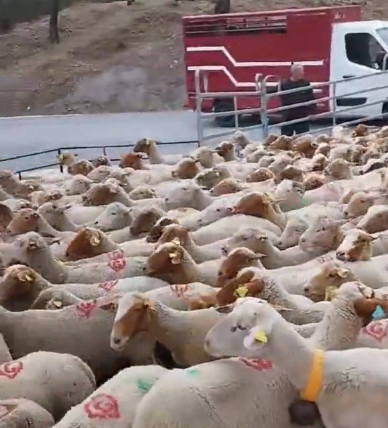 Le procureur de Nice fait saisir 624 brebis et 45 bovins dans un village des Alpes-Maritimes avant l'Aïd-el-Kébir